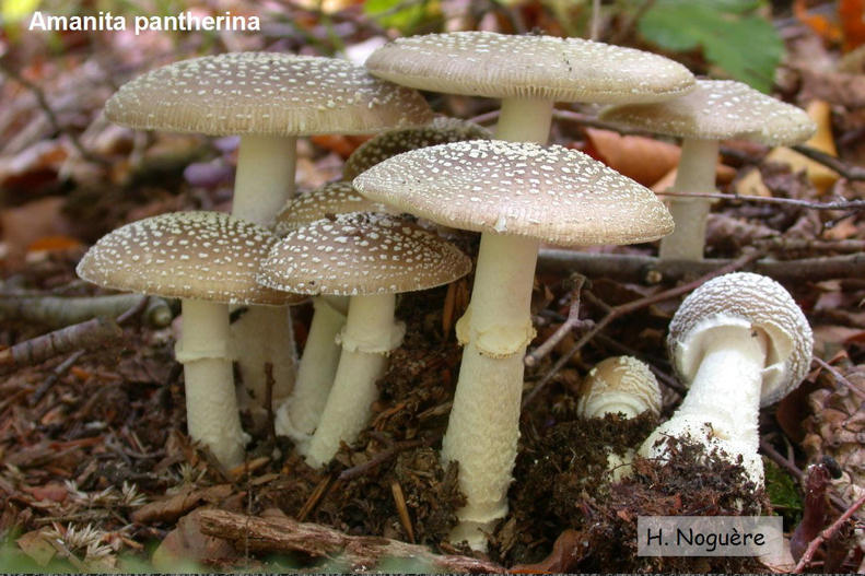 Amanita_pantherina.jpg